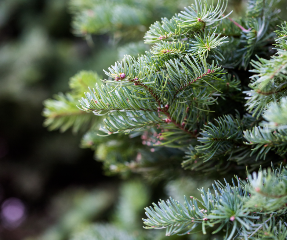 Which is better for the environment? A real Christmas tree or an